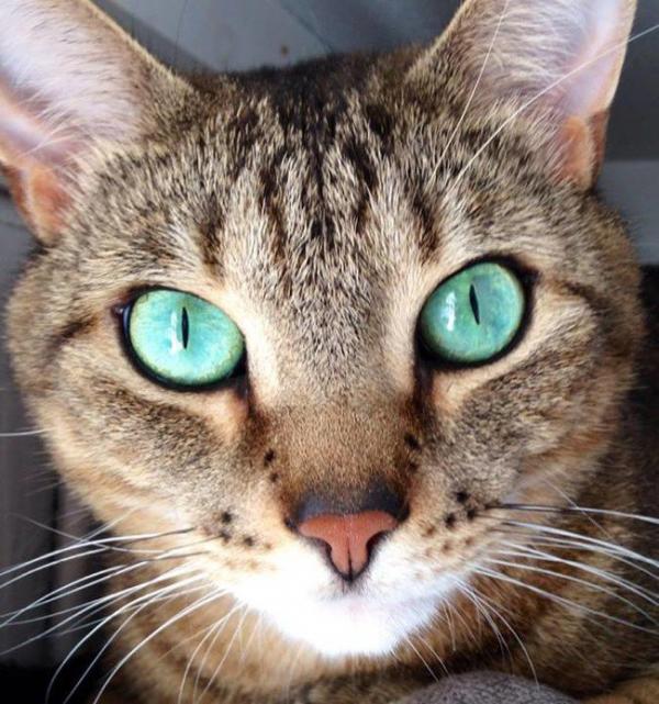 cat12