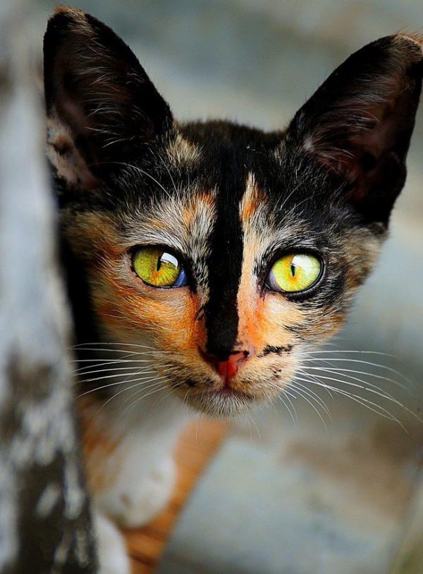 cat13