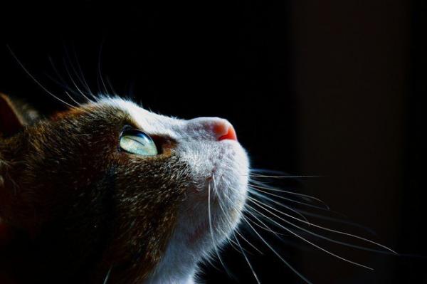 cat15