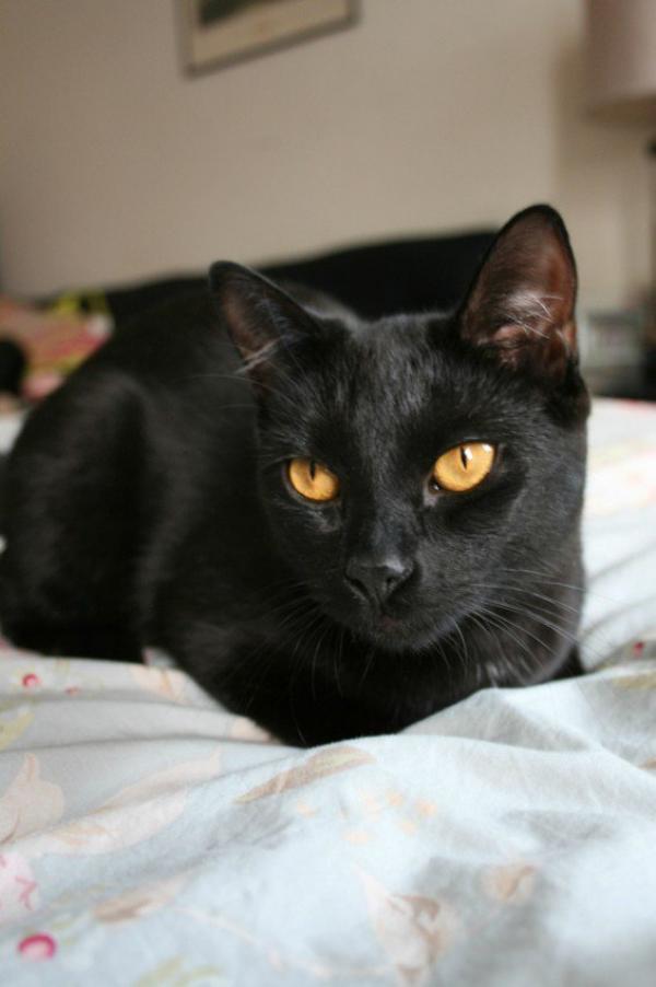 cat21