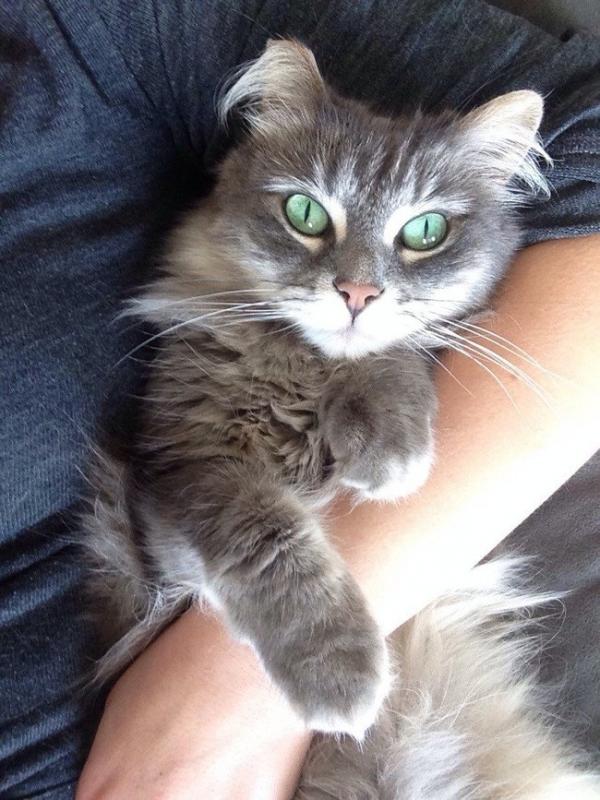 cat27