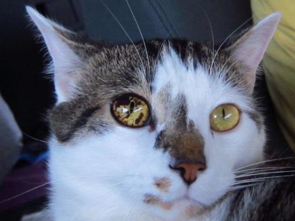 cat5