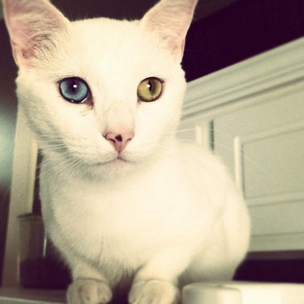 cat6