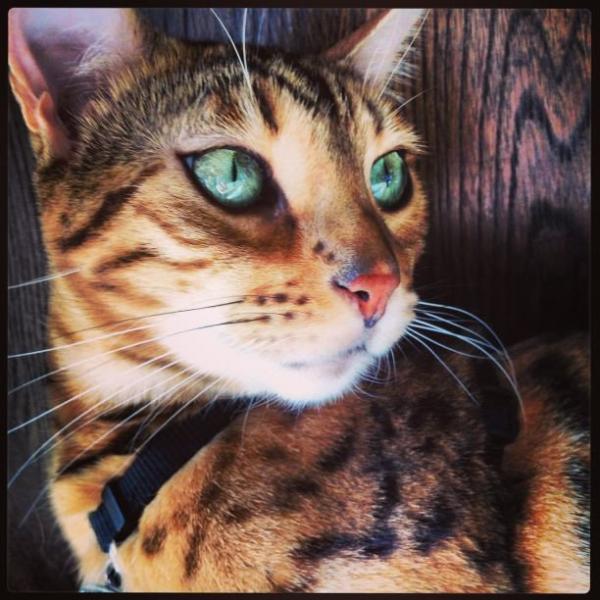 cat9