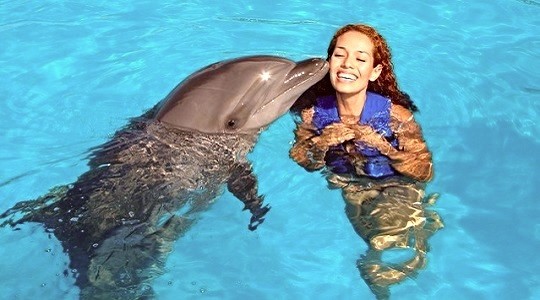 dolphins1