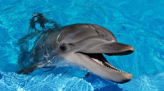 dolphins2