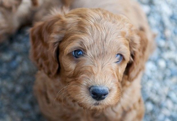 Labradoodle