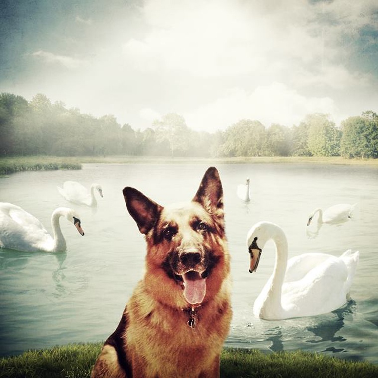 dog3