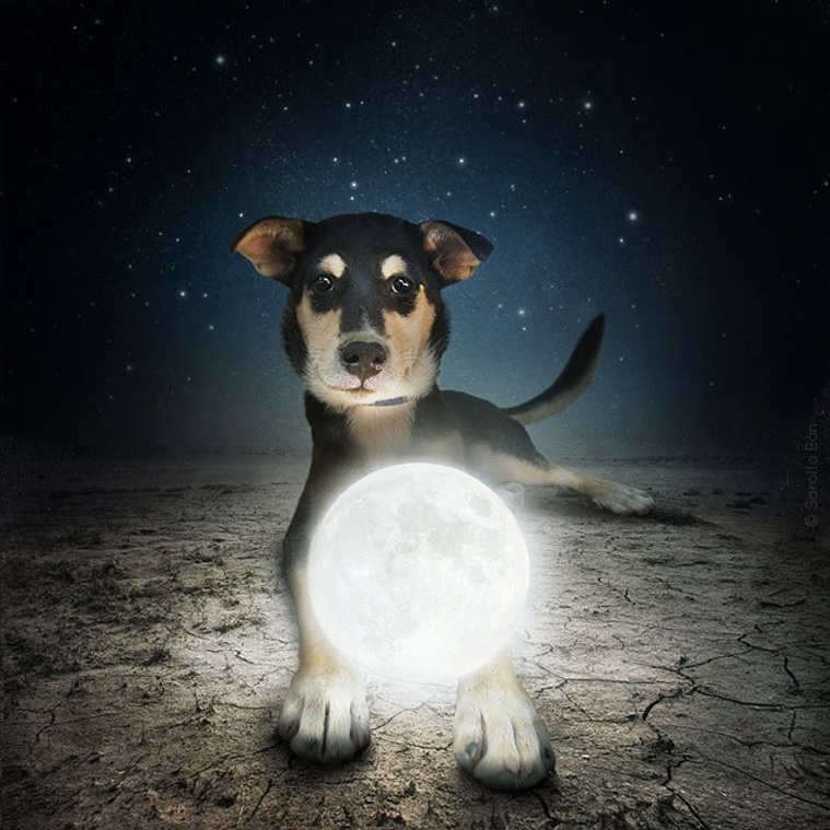 dog4