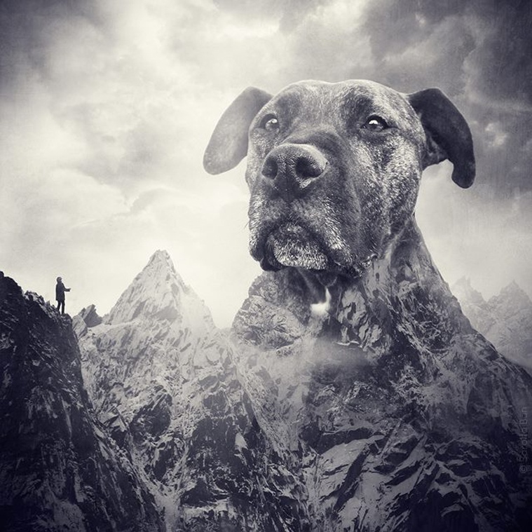 dog6
