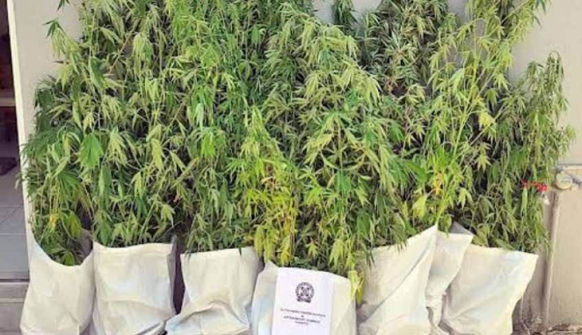 Εντοπίστηκαν φυτείες δενδρυλλίων κάνναβης στη Ρόδο - Κατασχέθηκαν συνολικά 89 φυτά