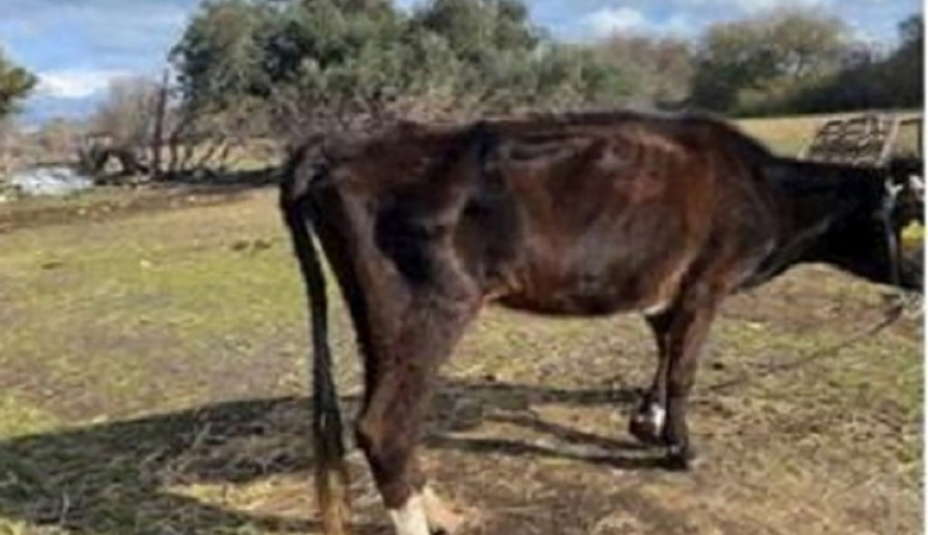 «Κολαστήριο» αγελάδων στην Κω: Σκελετωμένες και νεκρές αγελάδες σε απάνθρωπες συνθήκες