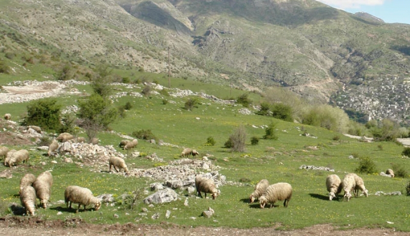 Παράταση καταβολής μισθωμάτων (έως 15-02-2018) για τις κατανομές δημόσιων βοσκήσιμων εκτάσεων ετών 2016, 2017