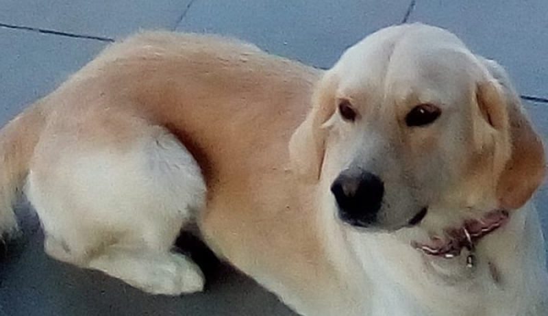 Χάθηκε το εικονιζόμενο σκυλάκι στην περιοχή Ηρακλής.. Μπορείτε να βοηθήσετε;