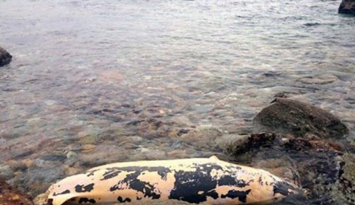 Νάξος: Πήγαν στην παραλία και είδαν την εικόνα που βλέπετε