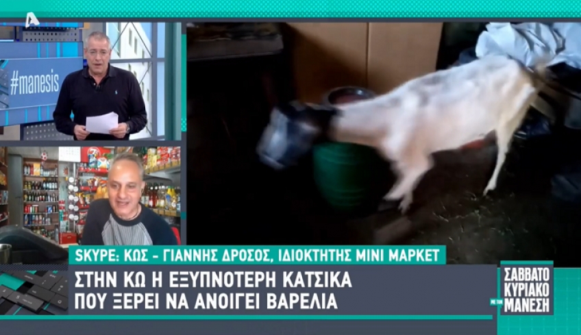 Η έξυπνη κατσίκα της Κω στην εκπομπή ''ΣΑΒΒΑΤΟΚΥΡΙΑΚΟ ΜΕ ΤΟΝ ΜΑΝΕΣΗ'' (20/02/2022)