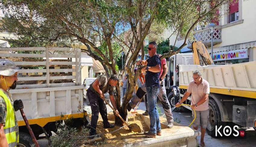 «Πρασίνισε» η πλατεία Κονίτσης, με την τοποθέτηση μίας μεγάλης ελιάς