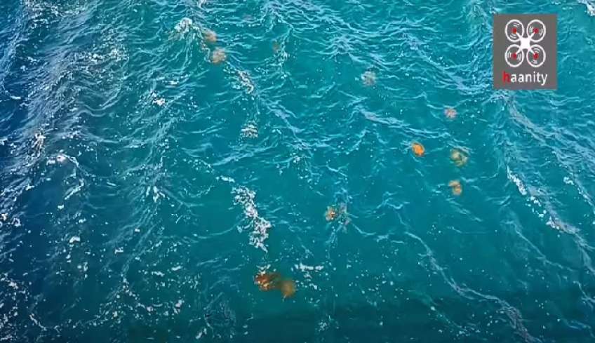 «Καφέ μέδουσες» γέμισαν τα νερά της Χαλκίδας (βίντεο)