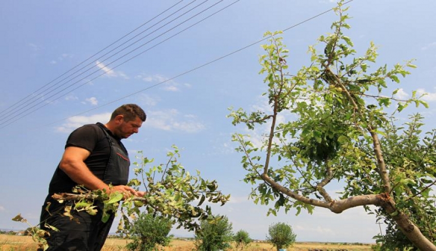 Νέα εφαρμογή για αγρότες: Ενημέρωση για πληρωμές και αποζημιώσεις στο κινητό