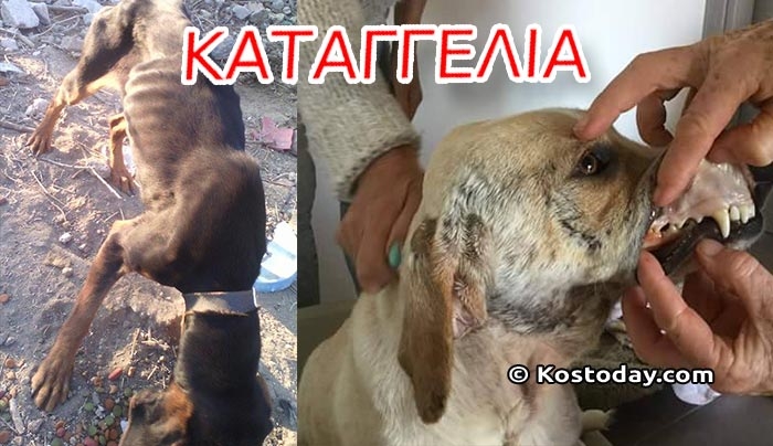 Σοβαρές καταγγελίες αναγνωστών για κακοποιημένα ζώα στην Κω (φωτό)