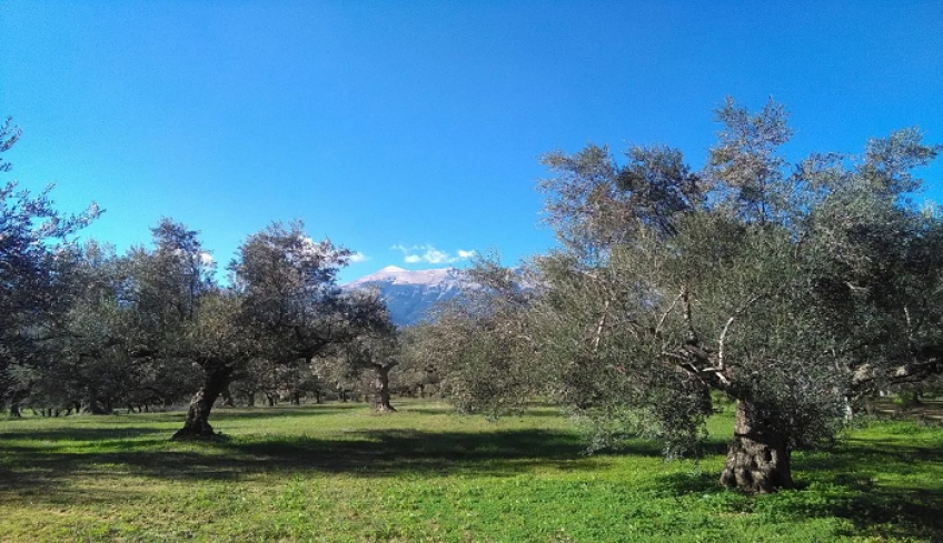 Περιφέρεια Ν. Αιγαίου - Έναρξη δολωματικών ψεκασμών δακοκτονίας στα νησιά Ρόδο, Κω, Κάσο, Αστυπάλαια, Λέρο και Χάλκη