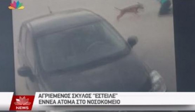 Πίτμπουλ έστειλε εννέα άτομα στο νοσοκομείο - ΒΙΝΤΕΟ