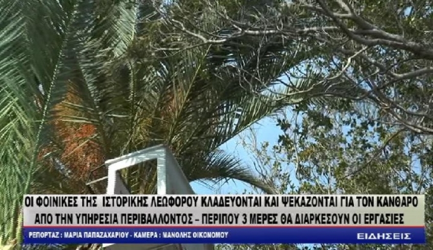 ΟΙ ΦΟΙΝΙΚΕΣ ΤΗΣ ΙΣΤΟΡΙΚΗΣ ΛΕΩΦΟΡΟΥ ΚΛΑΔΕΥΟΝΤΑΙ ΚΑΙ ΨΕΚΑΖΟΝΤΑΙ ΓΙΑ ΤΟΝ ΚΑΝΘΑΡΟ ΑΠΟ ΤΗΝ ΥΠΗΡΕΣΙΑ ΠΕΡΙΒΑΛΛΟΝΤΟΣ