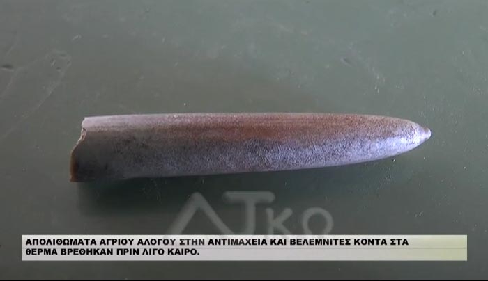 Ανακάλυψη: Απολιθώματα αλόγου 1,5 εκ. ετών βρέθηκαν στην Αντιμάχεια (βίντεο)