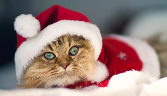 Τα ζώδια της εβδομάδας από τις 21/12 έως 27/12!