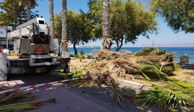Οι εργασίες προχωρούν...εντατικά! Καθαρισμός και Κλάδεμα
