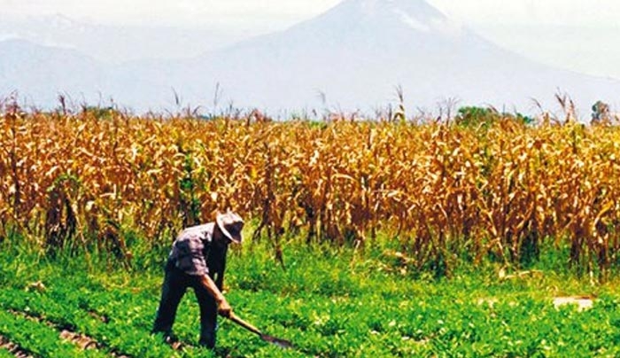 Ποιοι δικαιούνται επιδότηση έως 90% για καλλιέργειες