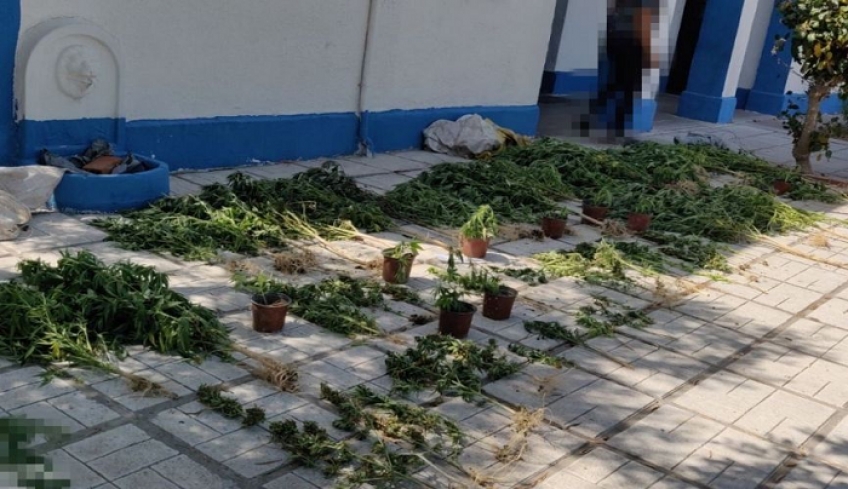 Συνελήφθησαν δυο ημεδαποί οι οποίοι είχαν αναπτύξει φυτεία κάνναβης σε χωριό της Κω