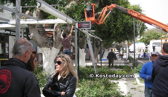 Κλάδεμα των φίκων από την Υπηρεσία Πρασίνου στο λιμάνι της ΚΩ (φωτό-βίντεο)
