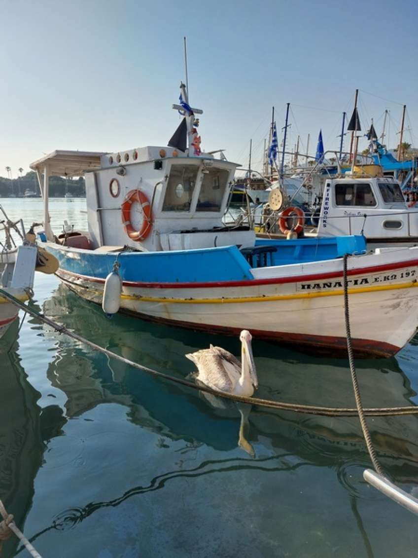 Ν. Μυλωνάς: "Στον σπουδαίο επισκέπτη μας: ‘’Φίλε Πέτρο! Μείνε στην Κω’’!"