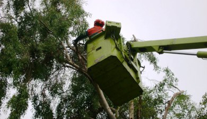 Διακοπή κυκλοφορίας στην οδό Κοραή λόγω εργασιών κλαδέματος 6-7 Νοεμβρίου