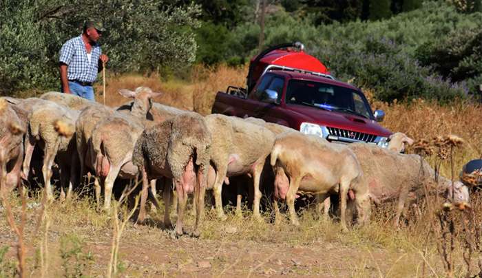 Ευλογιά των προβάτων: Κλείνουν τα σφαγεία σε όλη τη χώρα για 10 ημέρες μετά τα κρούσματα σε Μαγνησία και Κορινθία