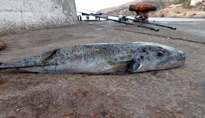 Ψάρεψε λαγοκέφαλο 4,8 κιλών στον εξωτερικό μόλο στο λιμάνι Καλύμνου.(video)