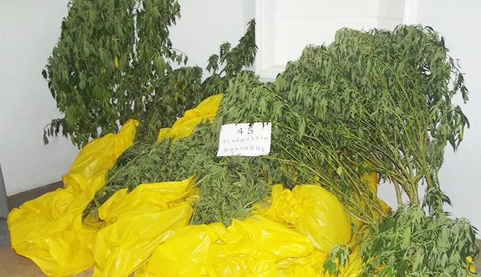 Συνελήφθη επ’ αυτοφώρω 42χρονος καλλιεργητής φυτών κάνναβης στη Ρόδο